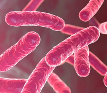 Bacillus Ferment