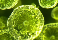 Green Microalgae